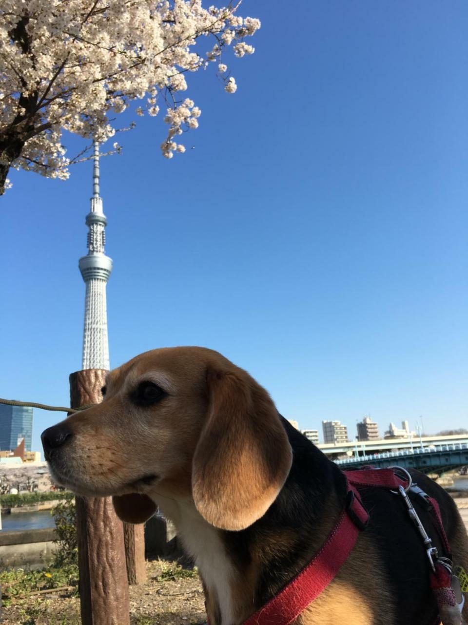Ryokan Nakadaya Tokio Zewnętrze zdjęcie